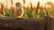 Dreamy Lark: A Golden Light Portrait Of A Happy Bird On A Farm Fence