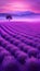 Dreamy Lavender Field Under a Purple and Pink Sky