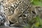 Dreamy leopard cub