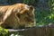 Dreamy lioness relaxing in the sun