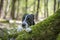 Dreamy look of a dog behind a tree trunk