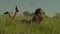 Dreamy lovely African American female lying down on field, resting in nature