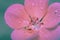 Dreamy macro pink Flower with rain drops ,green background.