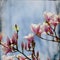 Dreamy magnolia background