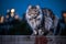 Dreamy Maine Coon Cat on Wooden Fence with City Skyline