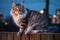 Dreamy Maine Coon Cat on Wooden Fence with City Skyline