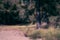 A dreamy, peaceful beachfront summer scenery of sand, grass,straw, fir tree and a forest in the background