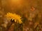 Dreamy photo of a dandelion and butterfly in the field