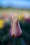 Dreamy picture of a yellow, pink colored tulip