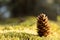 A dreamy pine cone in the moss, with directional sunlight, creating a feel of dreaminess