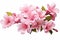 Dreamy Pink flowers transparent. Generate Ai