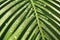 Dreamy Pink Palm Leaves with Water Droplets.AI Generated