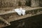 Dreamy portraits of beautiful bride on stone riverbank