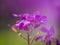 Dreamy purple honesty flowers, Lunaria annua, defocussed blurry romantic effect. Nature in spring abstract background.