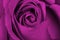 Dreamy purple roses
