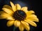 Dreamy and Romantic Macro Photography of a Yellow Daisy with a Black Center