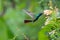 Dreamy scene of a glittering hummingbird in a tropical garden