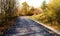 Dreamy scenic landscape of asphalt road across autumn orange woo