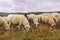 Dreamy shot of a sheep flock grazing on farmland under the cloudy sky