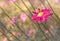 Dreamy Soft Focus Chrysanthemum Flower