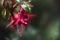 Dreamy soft focus view of a red flower in Inverewe Gardens in the Scottish Higlands