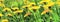Dreamy spring field with dandelion flowers, ladybug, grass, closeup panorama. Spring floral image. Pastel golden toned. Macro with