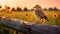 Dreamy Sunset: Lark Perched On Wooden Fence In Field Of Sunflowers