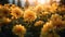 Dreamy Sunset: Yellow Dahlia Flowers In Atmospheric Countryside