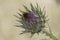 A Dreamy Thorny Flower near Jerusalem, Israel