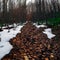 Dreamy trail in thaw winter forest Ukraine