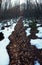 Dreamy trail in thaw winter forest Ukraine