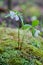 Dreamy Trillium Flowers in Soft Focus