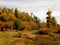 A dreamy view of an orange tent among the beautiful forest trees