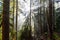 Dreamy View of the Sunrays in a Rainforest