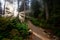 Dreamy View of the Sunrays in a Rainforest