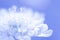 Dreamy white flower on blue background