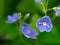 Dreamy wild blue flowers in green meadow