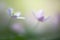 Dreamy wild flower, wood anemone nemerosa