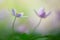 Dreamy wild flowers, wood anemone nemerosa