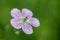 Dreamy Wild Geranium Flower
