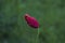 Dreamy wild poppy bud with green background.Macro  photo with one single bud