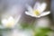 Dreamy wild wood anemone in soft focus