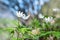 Dreamy wood anemone wild flowers in forest Anemone Nemorosa