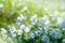 Dreamy wood anemone wild flowers in forest. Soft focus image a white spring flowers Anemone Nemorosa