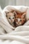 Dreamy Y2K Kittens in Warm Blanket (AI Generated)