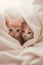 Dreamy Y2K Kittens in Warm Blanket (AI Generated)