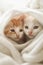 Dreamy Y2K Kittens in Warm Blanket (AI Generated)