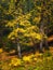 Dreamy yellow fall colored trees in forest, vertical image.