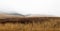 Dreary, foggy, empty, and barren winter landscape at the National Bison Range wildlife refuge, Montana, USA