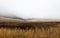 Dreary, foggy, empty, and barren winter landscape at the National Bison Range wildlife refuge, Montana, USA